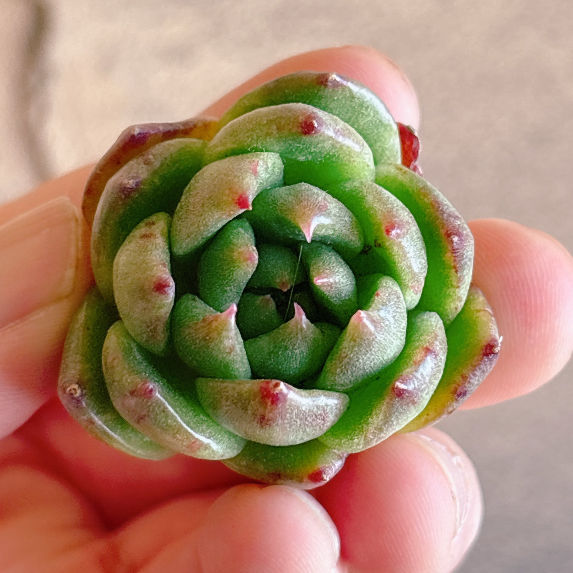 多肉植物
