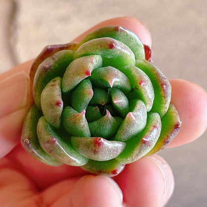 多肉植物