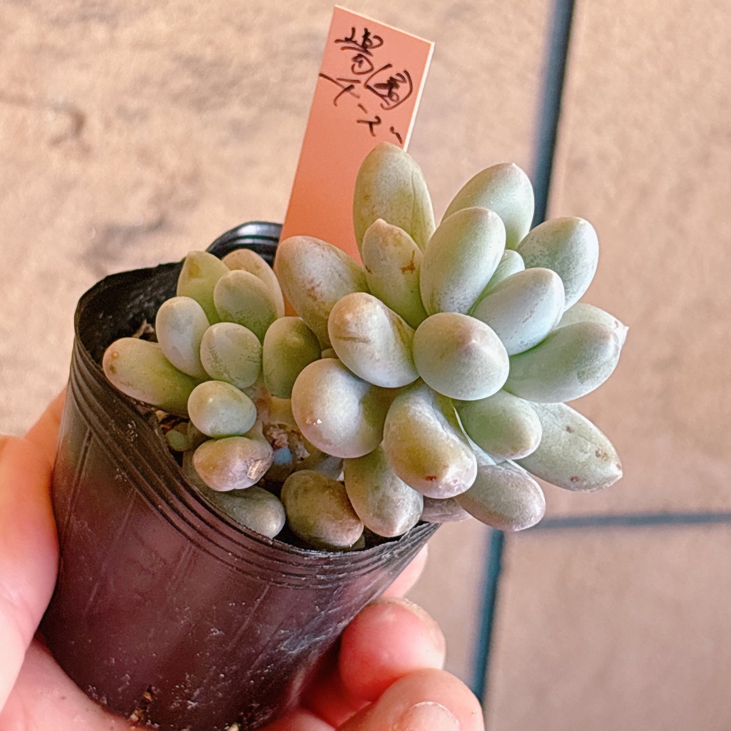 多肉植物