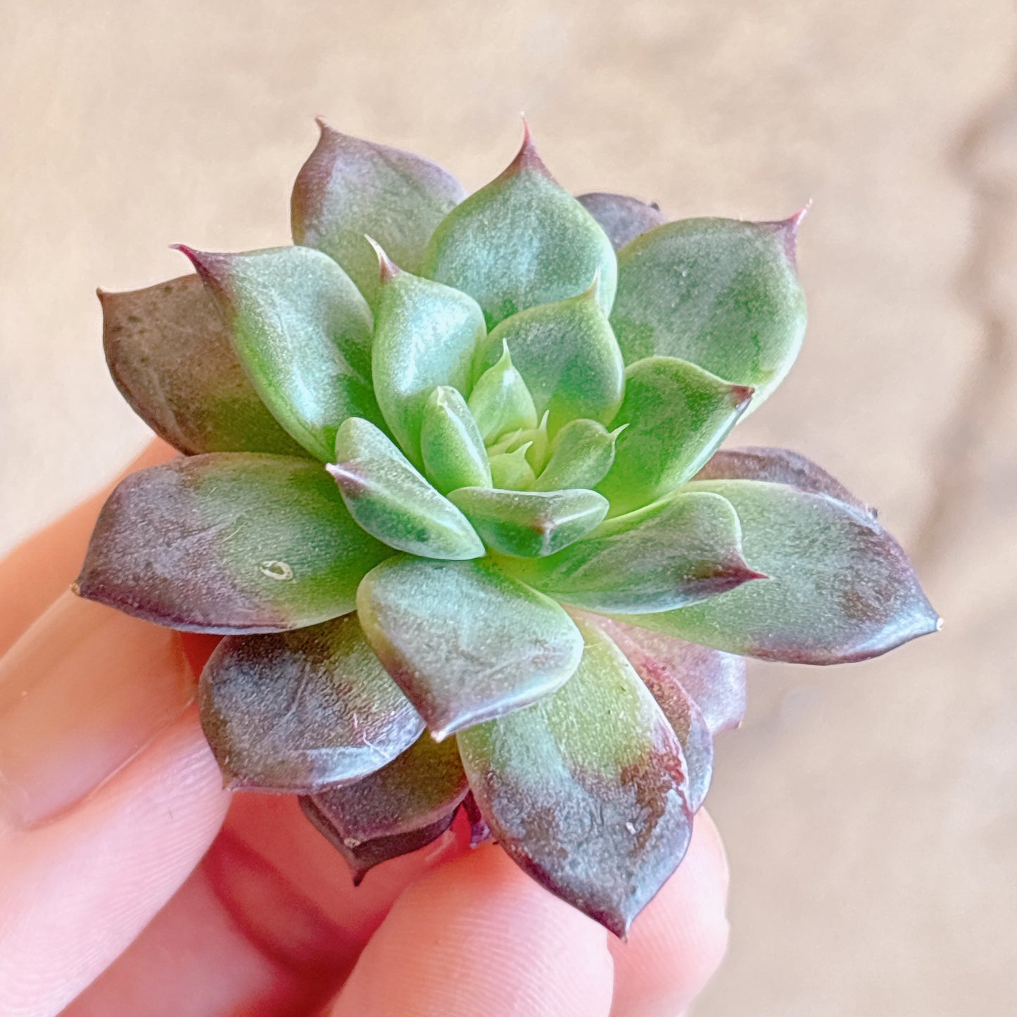 多肉植物