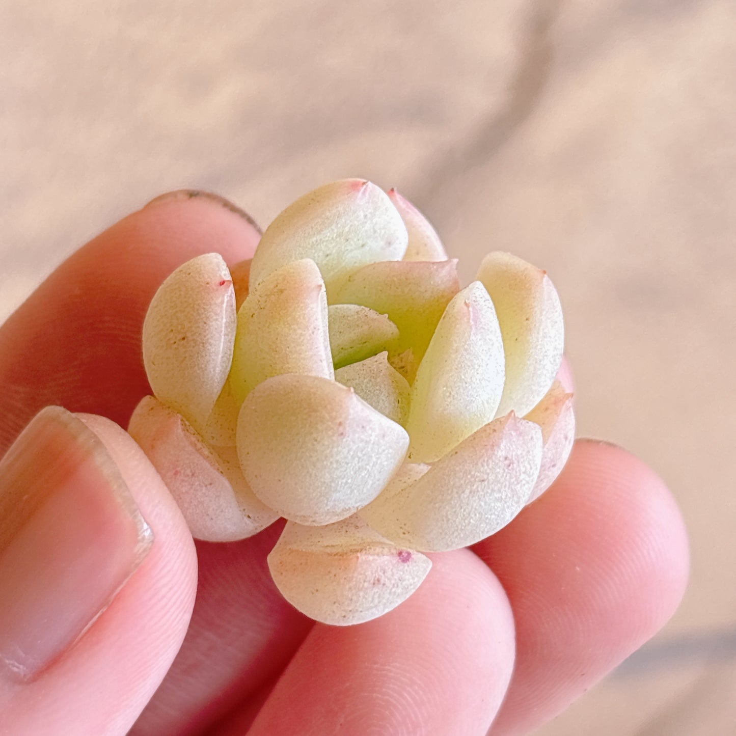 多肉植物