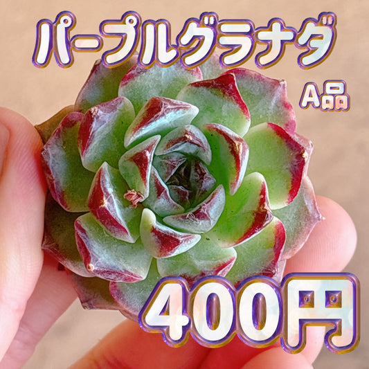 パープルグラナダ　A品　カット苗