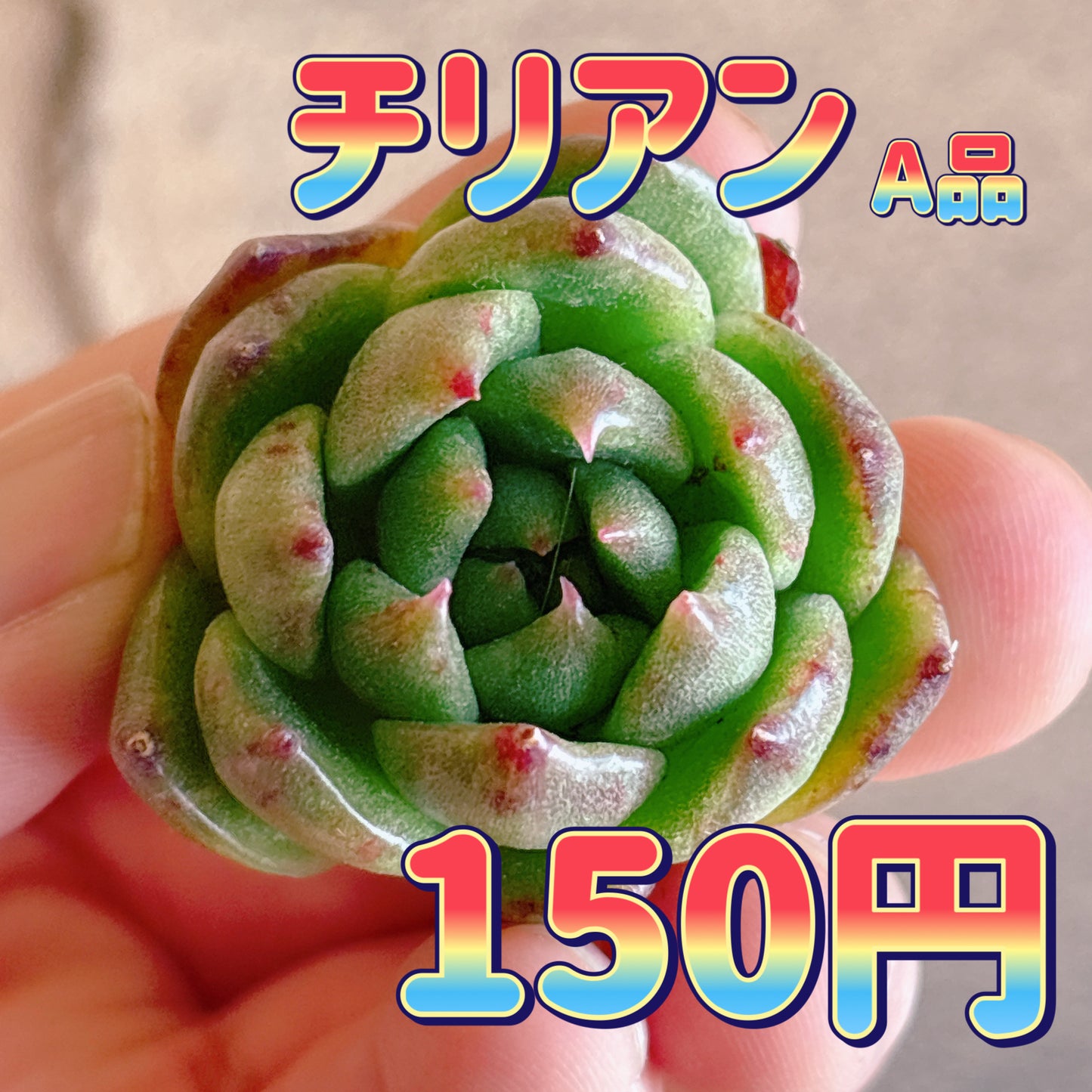 チリアン　A品　カット苗