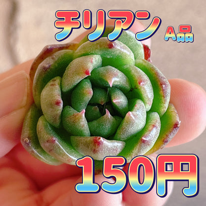 チリアン　A品　カット苗