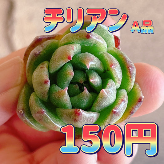 チリアン　A品　カット苗