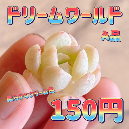 ドリームワールド　A品　カット苗