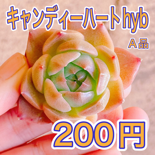 キャンディハートhyb　A品　カット苗