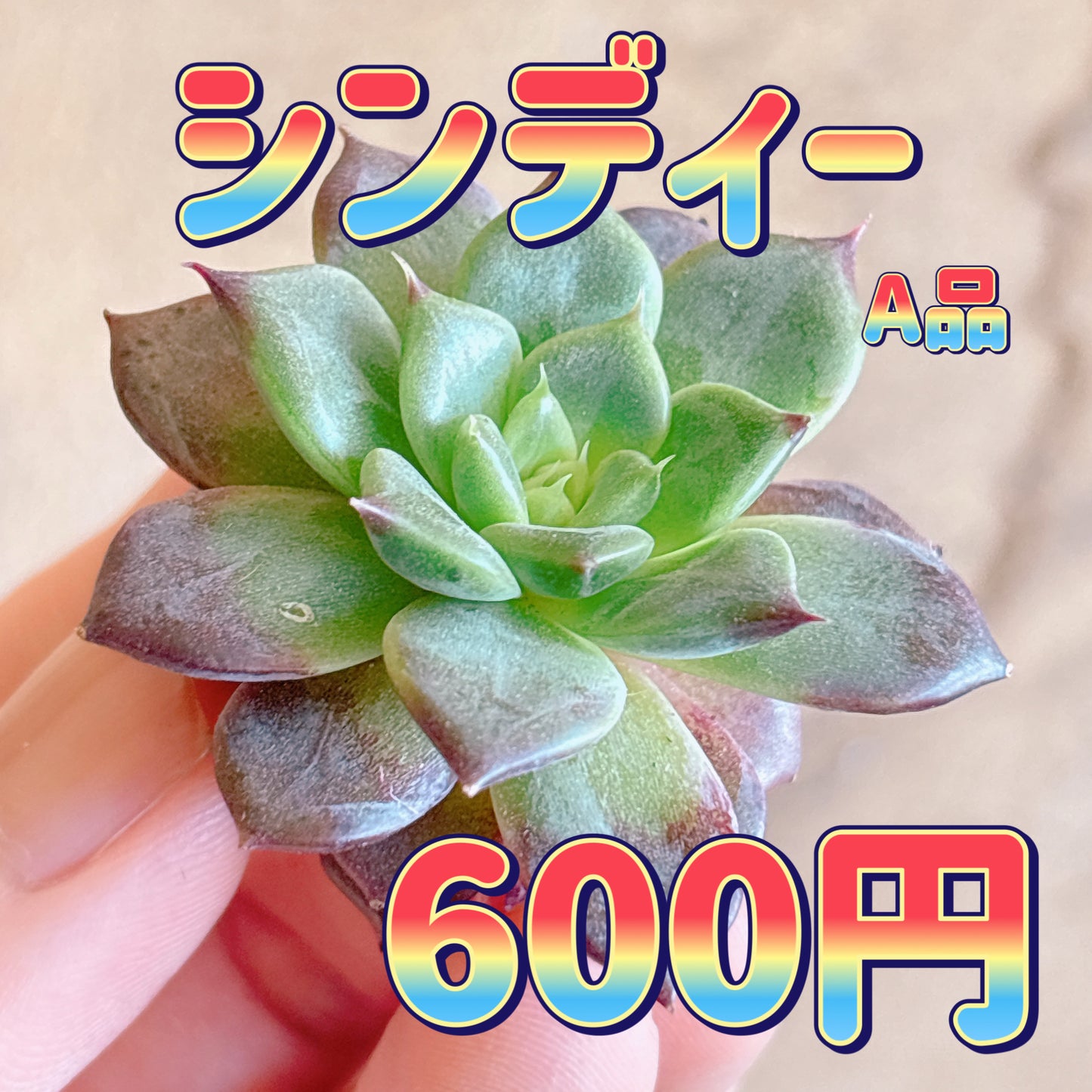 シンディー　A品　カット苗