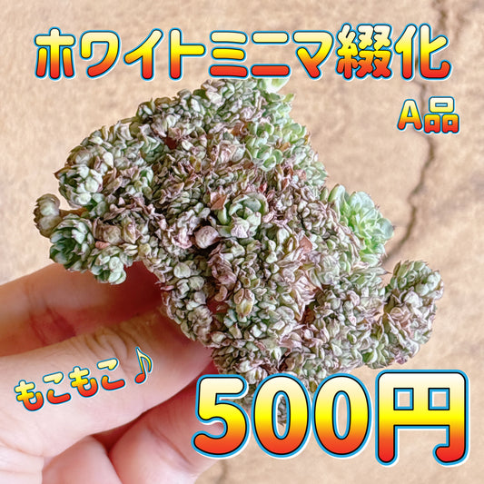 ホワイトミニマ綴化　A品　カット苗