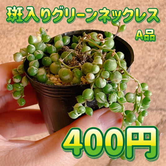 斑入りグリーンネックレス　A品　根付き苗