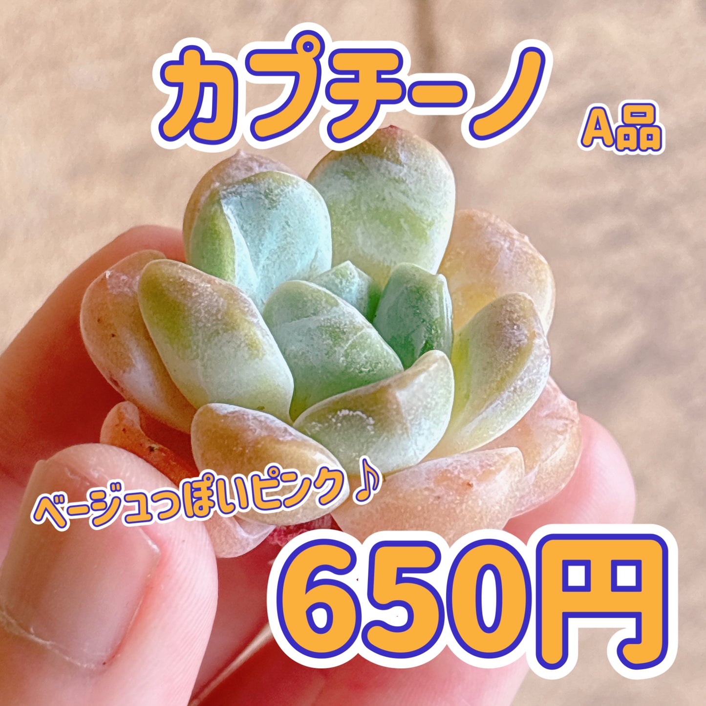 カプチーノ　A品　カット苗