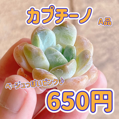 カプチーノ　A品　カット苗