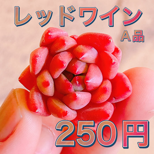 レッドワイン　A品　カット苗