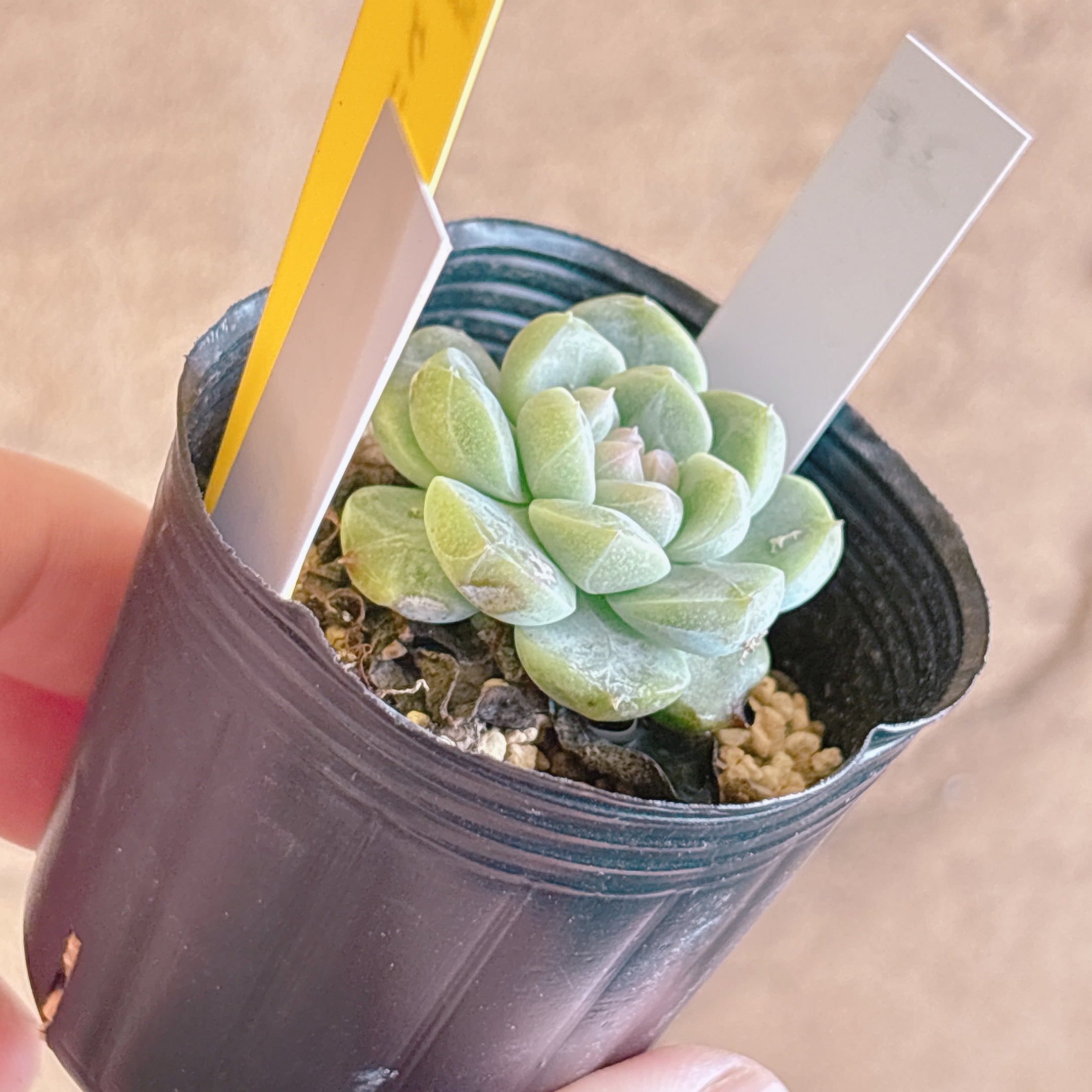 多肉植物の販売・通販サイト | Bull Succulent(ブルサキュレント)