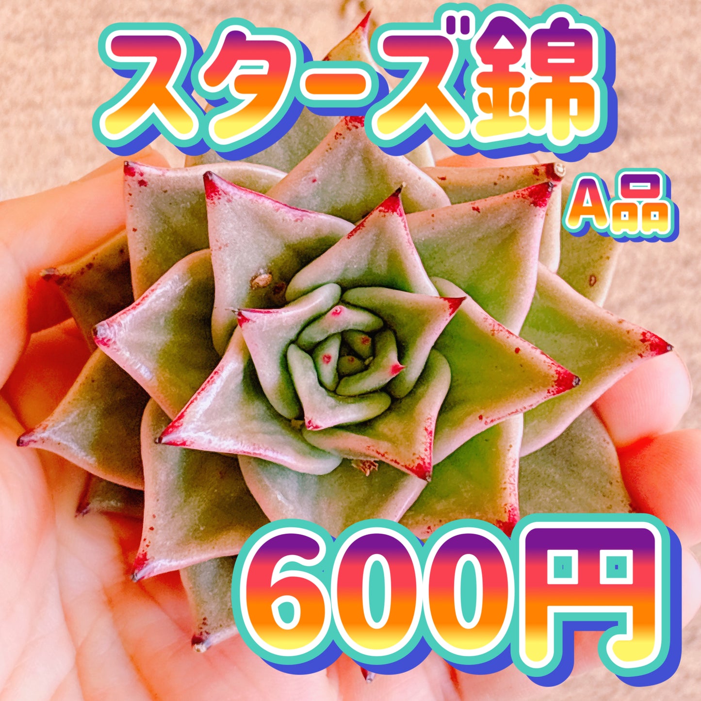 スターズ錦　A品　カット苗
