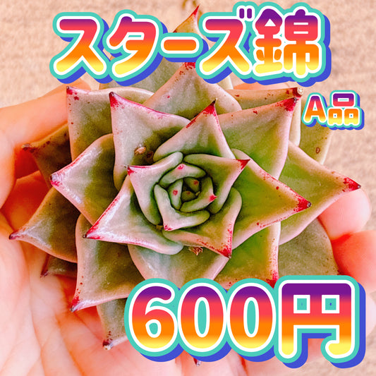 スターズ錦　A品　カット苗