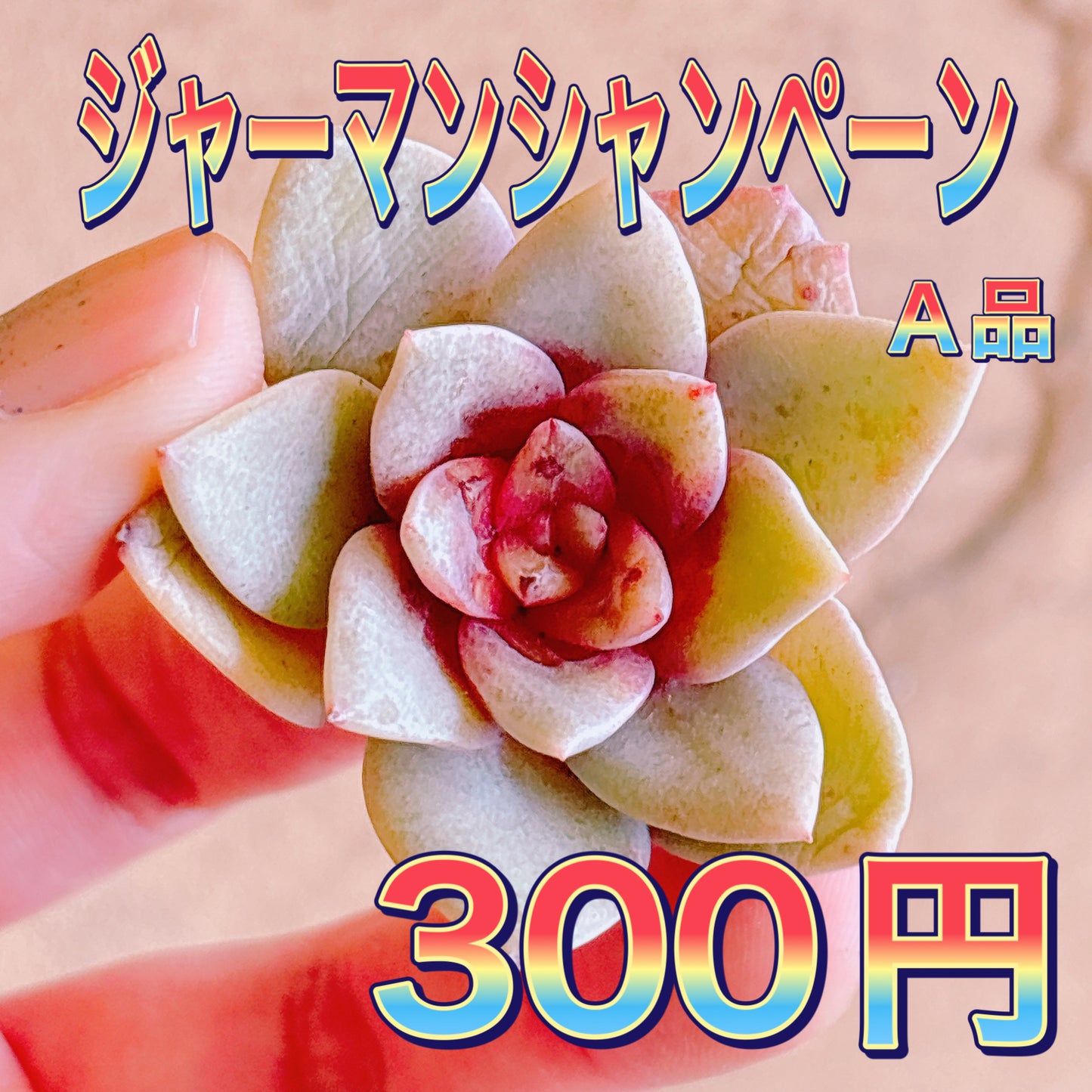 ジャーマンシャンペーン　A品　カット苗