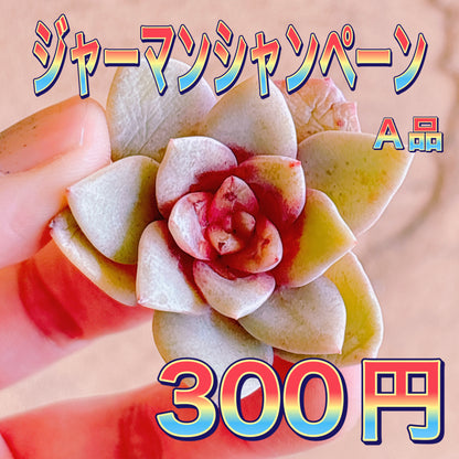 ジャーマンシャンペーン　A品　カット苗