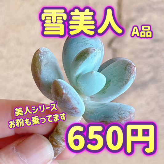 雪美人　A品　カット苗