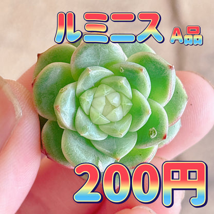 ルミニス　A品　カット苗