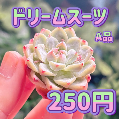 ドリームスーツ　A品　カット苗