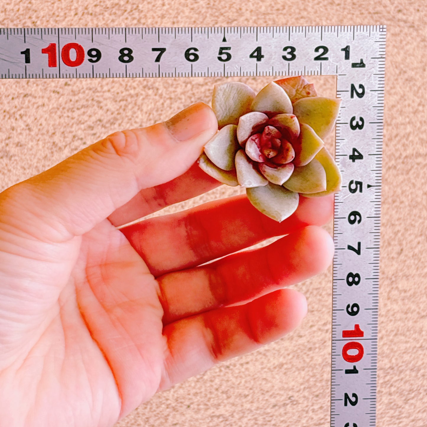 ジャーマンシャンペーン　A品　カット苗