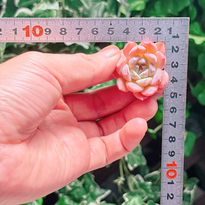 クリムゾンアンバー　A品　カット苗