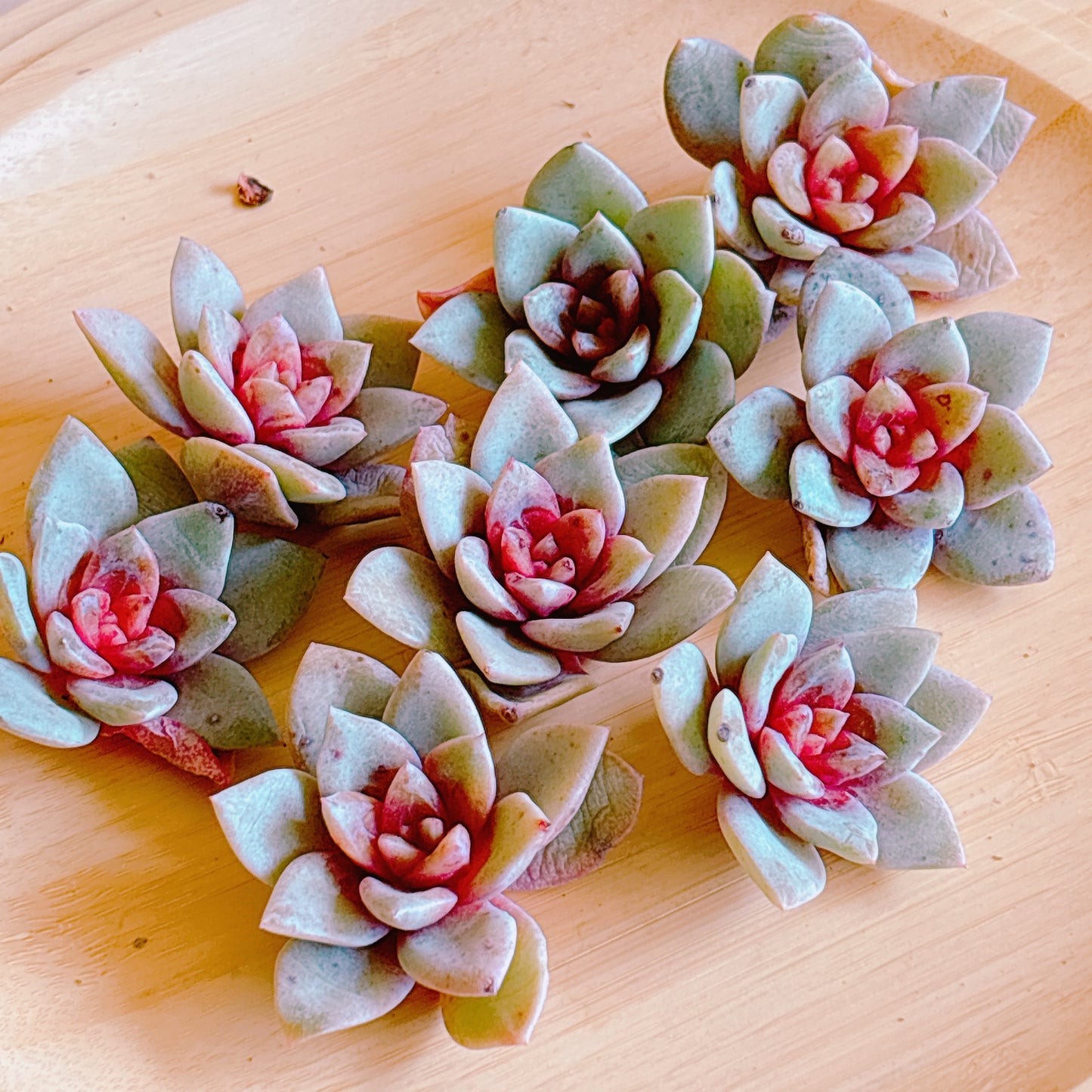 ジャーマンシャンペーン　A品　カット苗