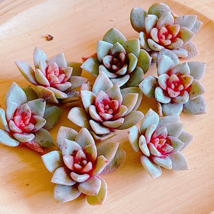 ジャーマンシャンペーン　A品　カット苗