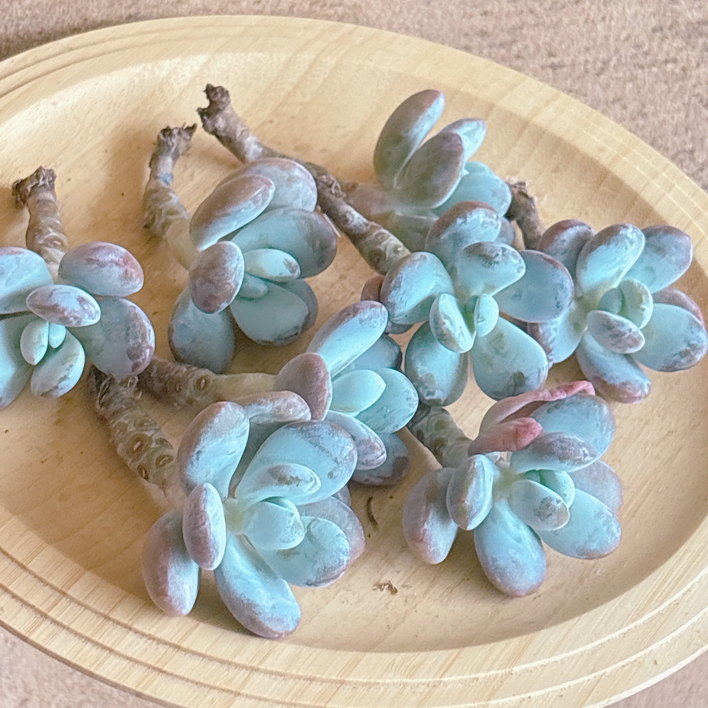 雪美人　A品　カット苗