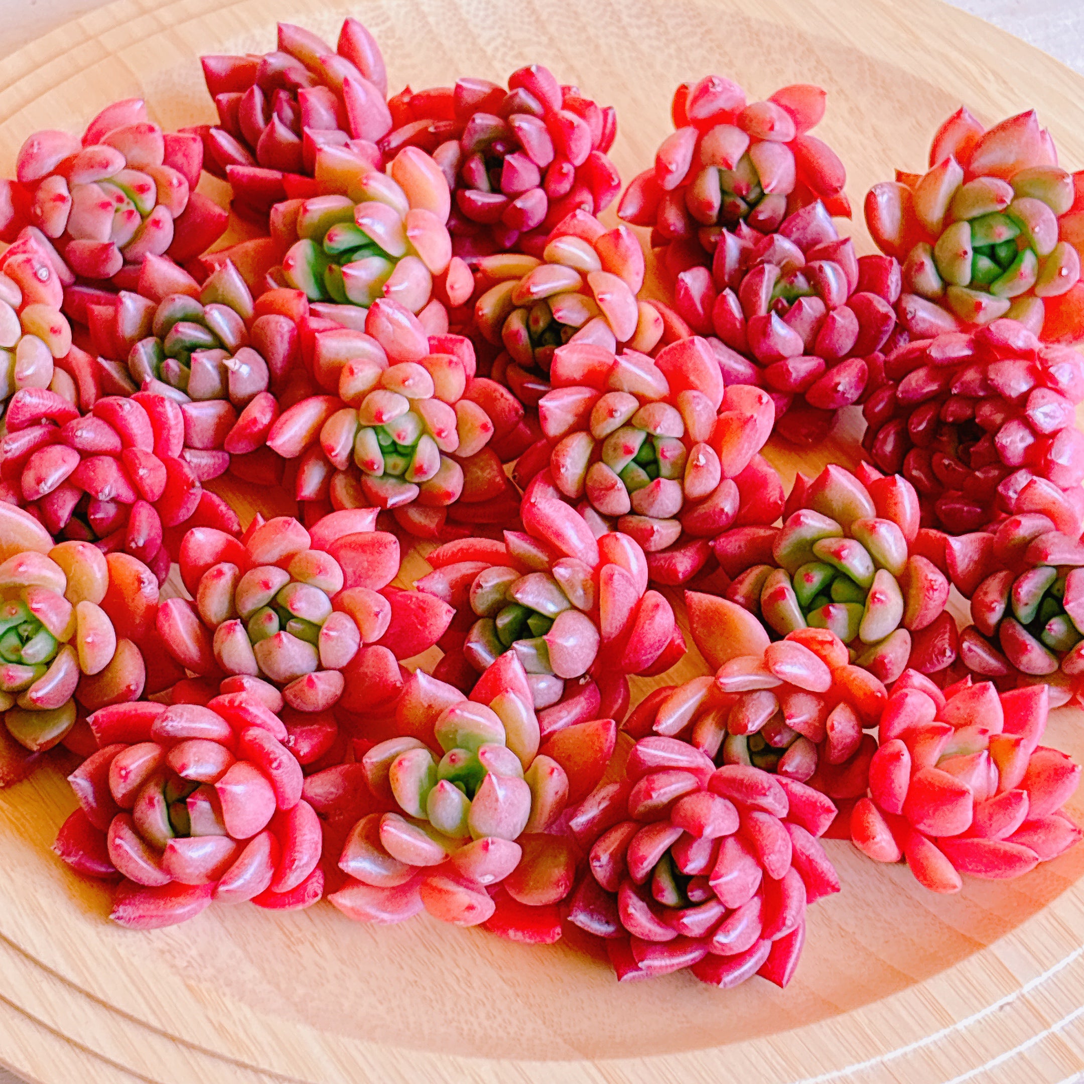 レッドワイン A品 カット苗 – Bull Succulent