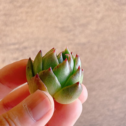 チリアン　A品　カット苗