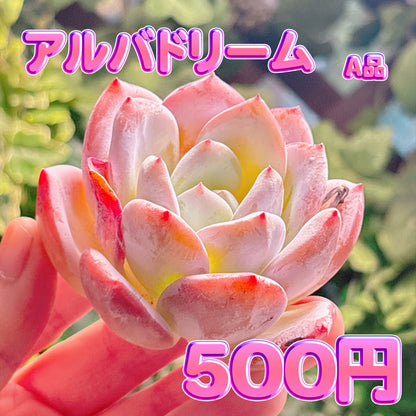 アルバドリーム　A品　カット苗