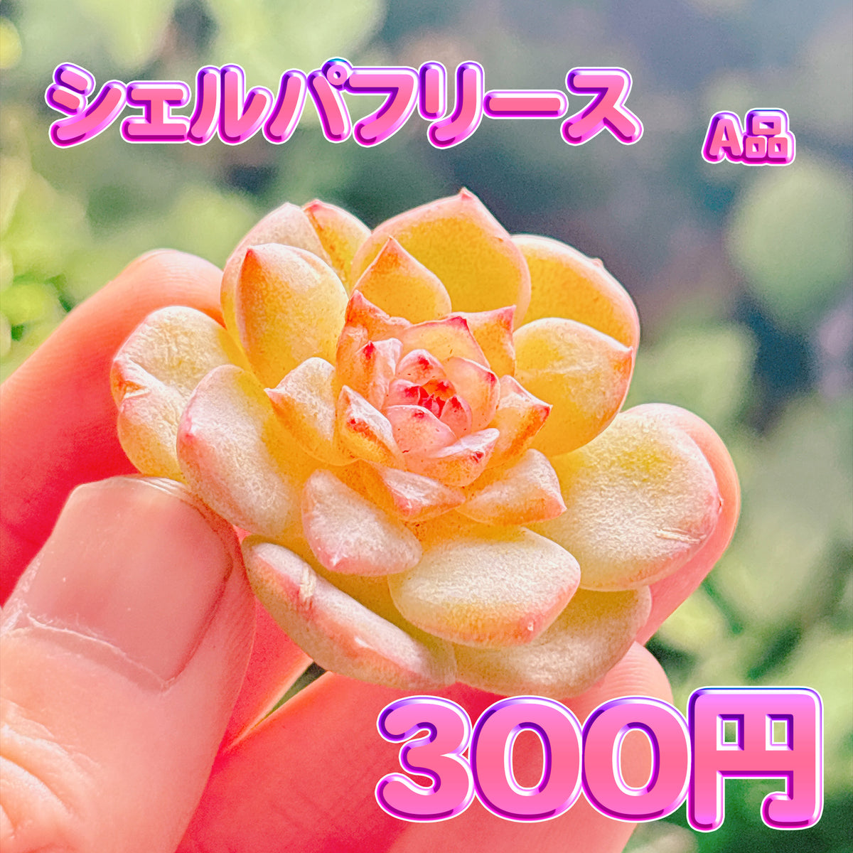 シェルパフリース　A品　カット苗