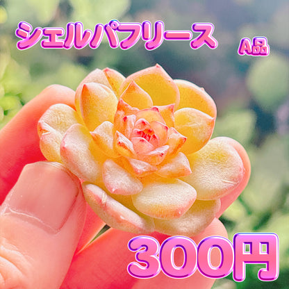 シェルパフリース　A品　カット苗