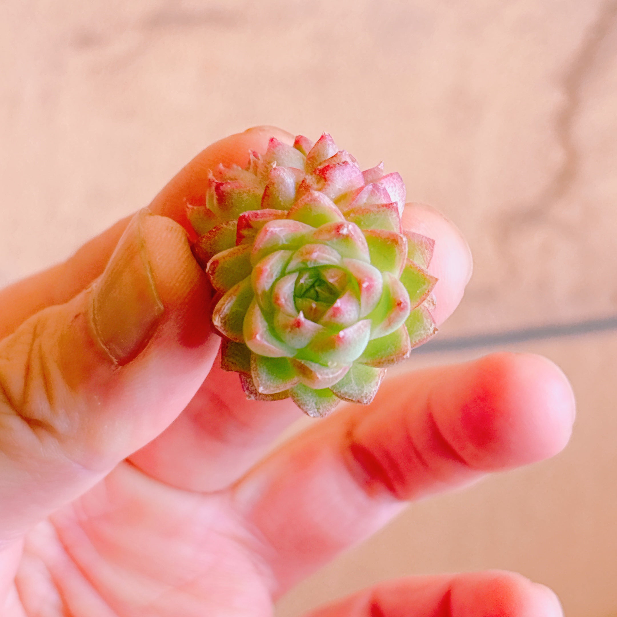 レッドクィーン A品 カット苗 – Bull Succulent