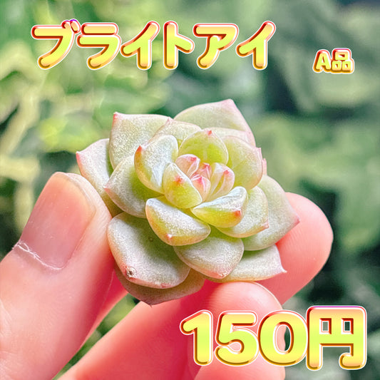 ブライトアイ　A品　カット苗