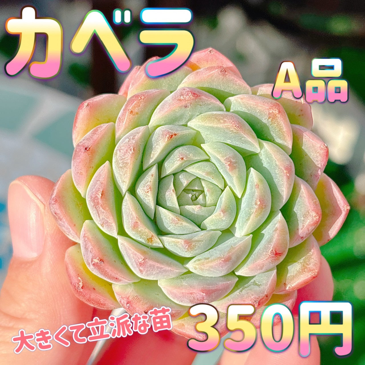 カベラ　A品