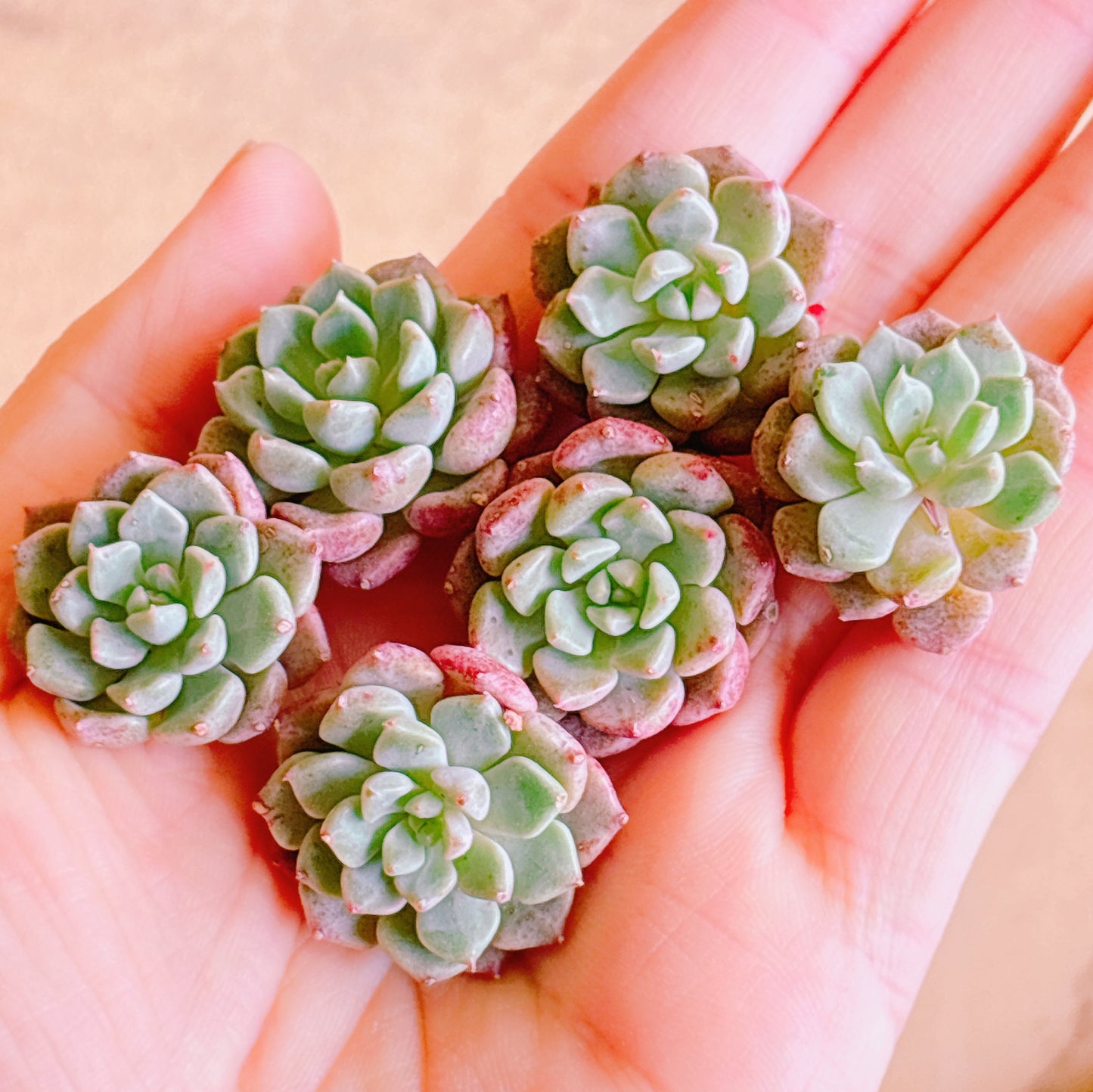 多肉植物