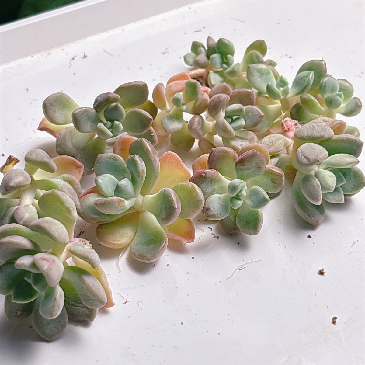 多肉植物