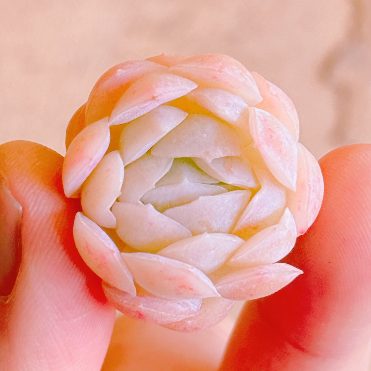 ピンクネーション A品 カット苗 – Bull Succulent