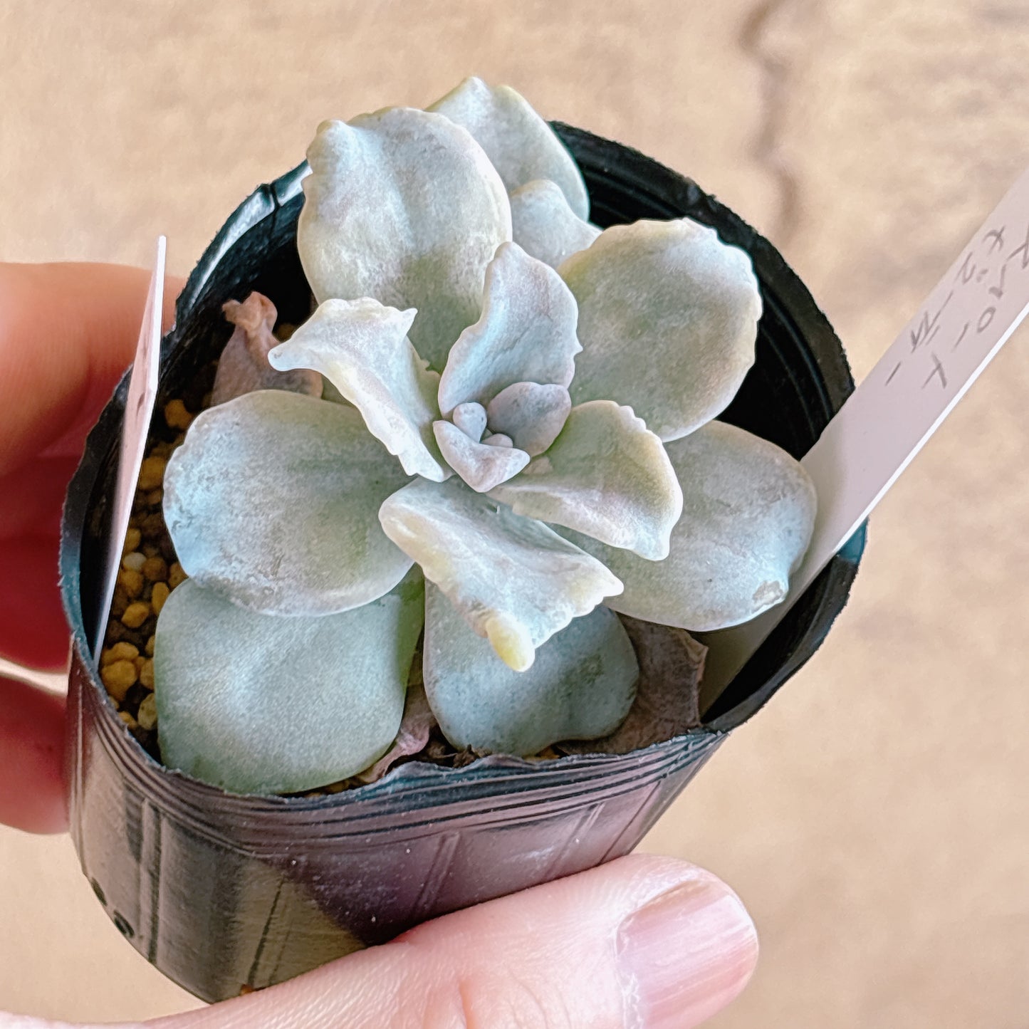 多肉植物