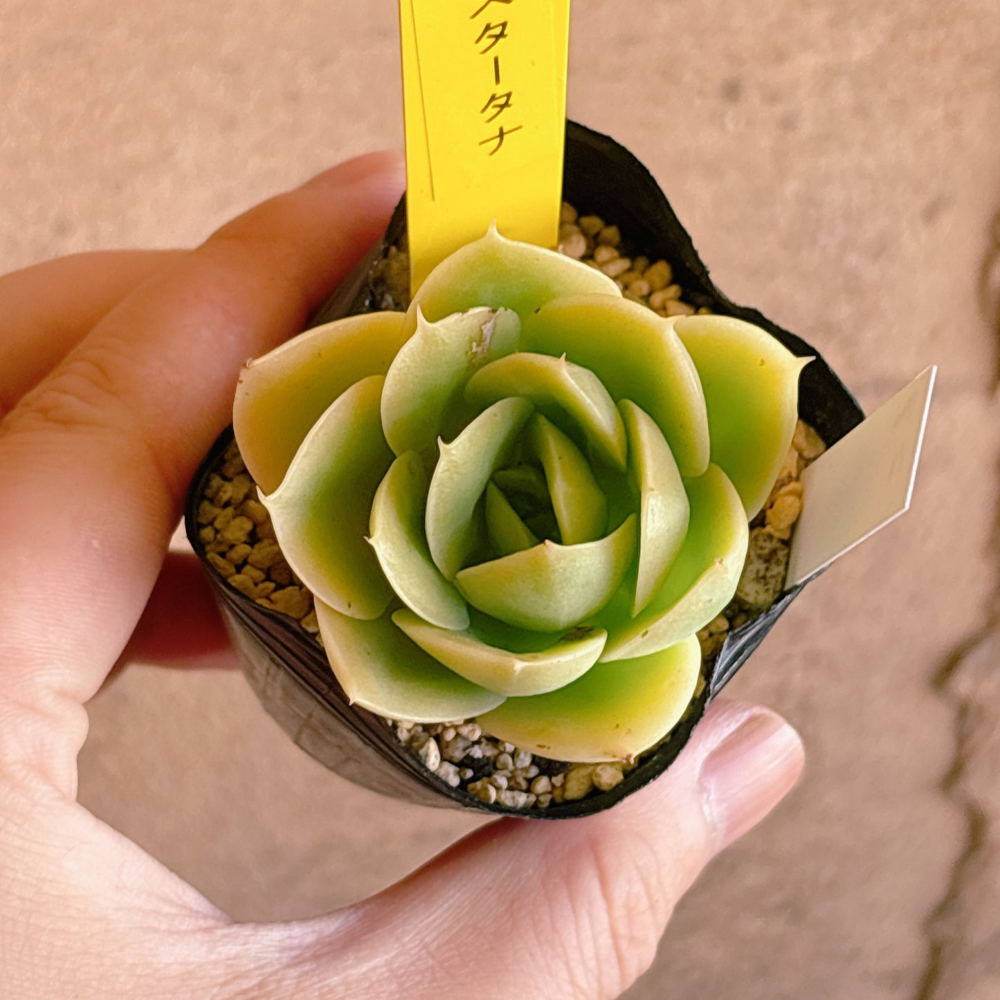 多肉植物