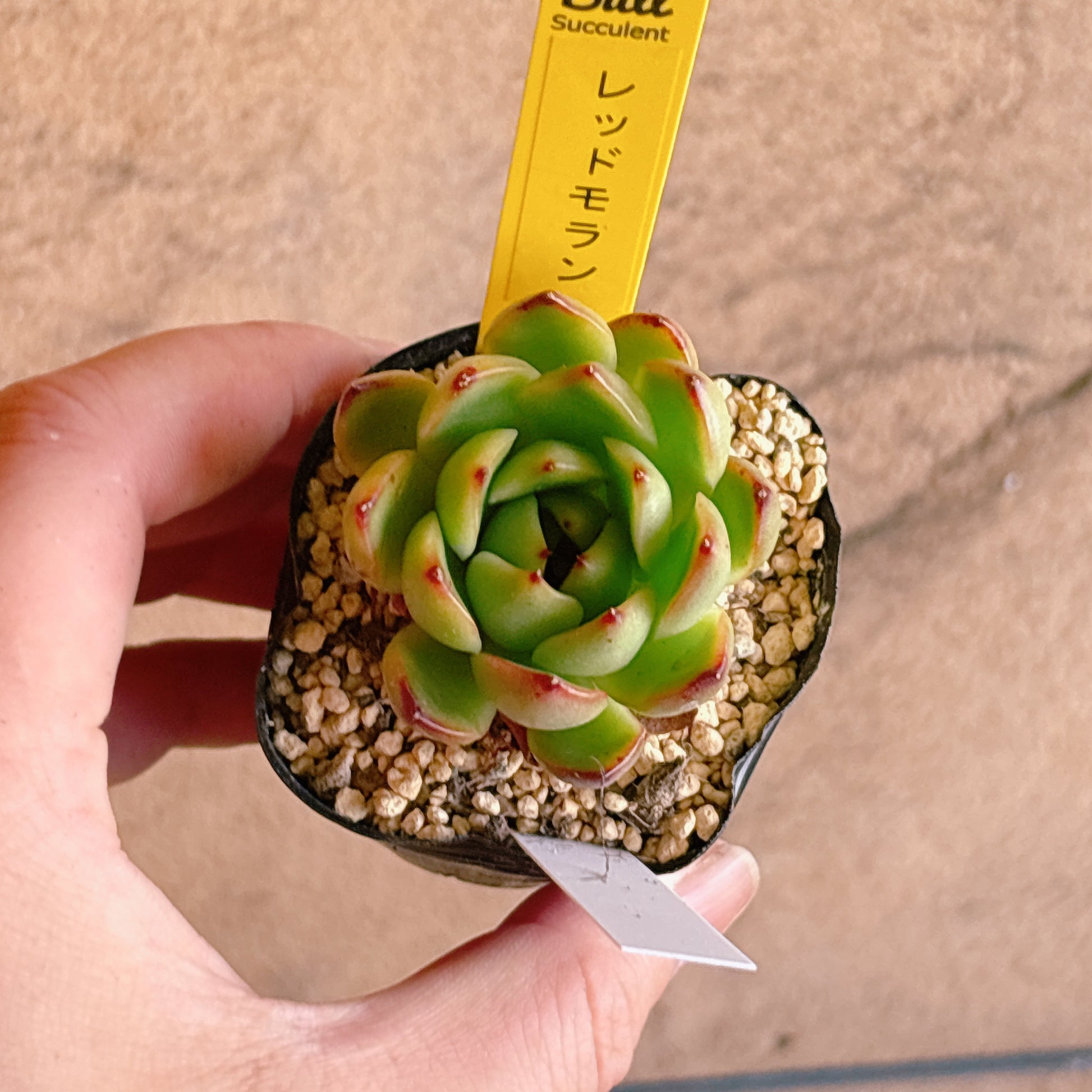 多肉植物