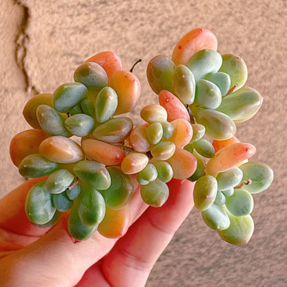 多肉植物