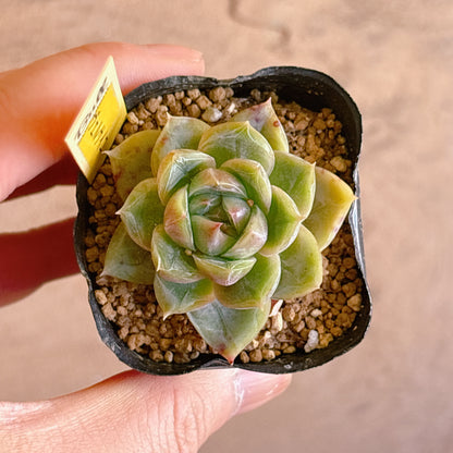 多肉植物