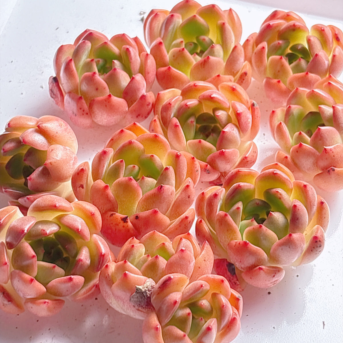 多肉植物