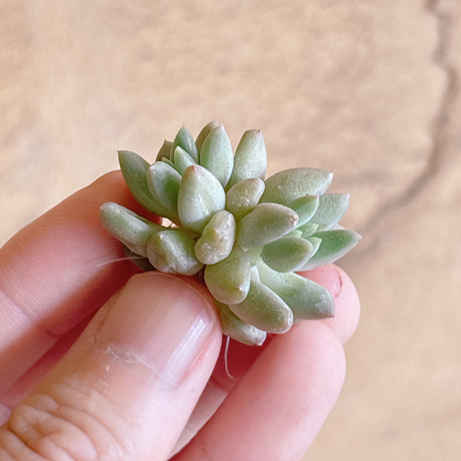 多肉植物