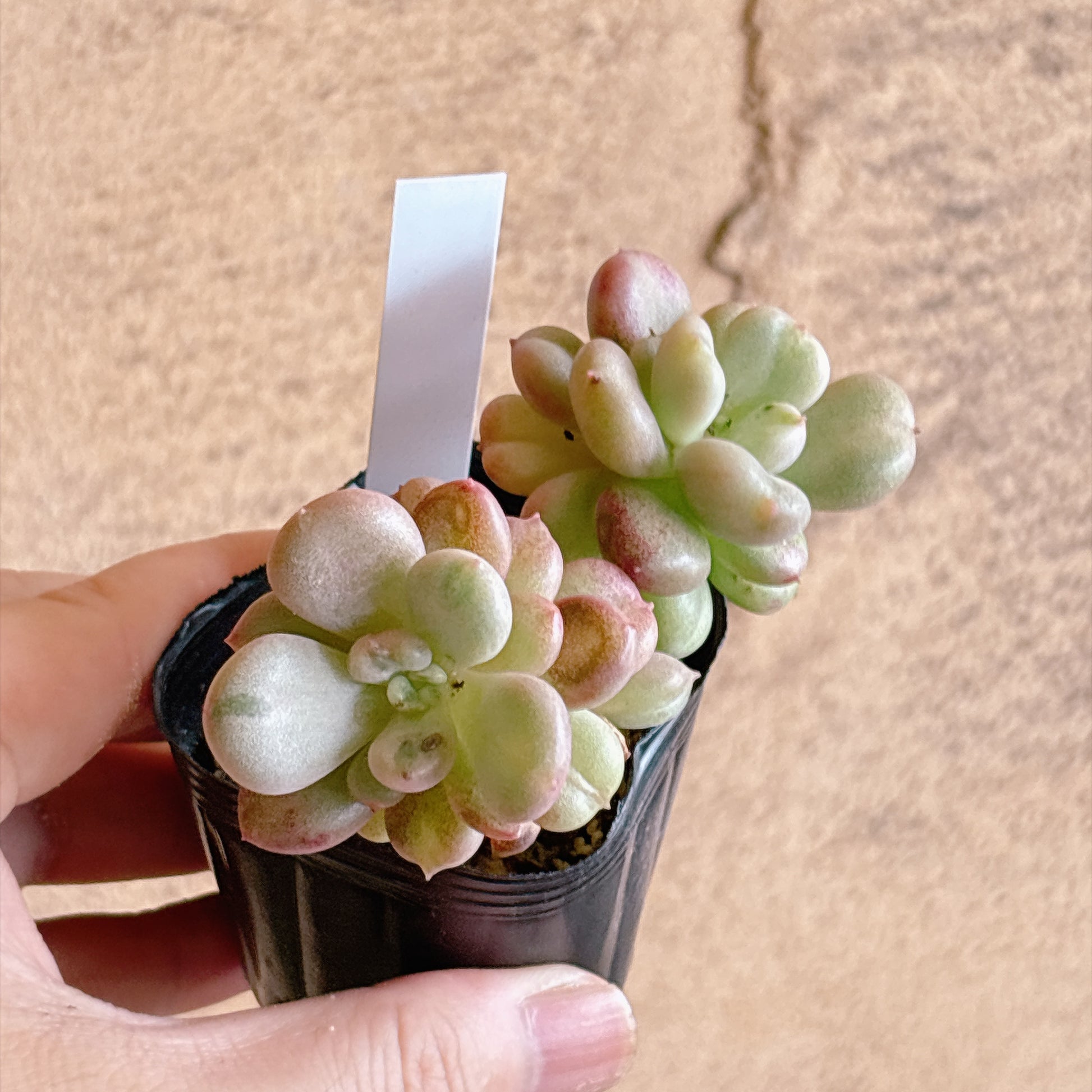 多肉植物