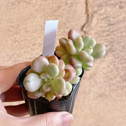 多肉植物